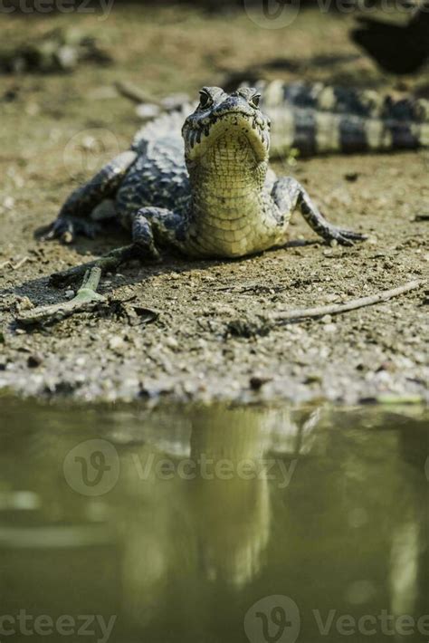 Broad snouted caiman,Caiman latirostris baby, Pantanal, Mato Grosso, Brazil. 26483283 Stock ...