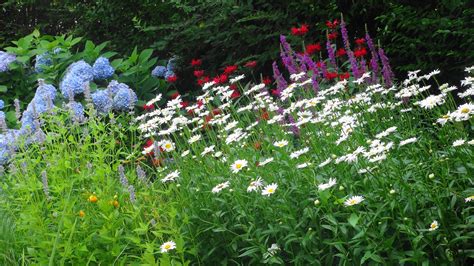 5 SIMPLE TIPS FOR STARTING A POLLINATOR GARDEN - KDHamptons