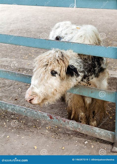 White baby yak in the zoo stock image. Image of life - 196597519