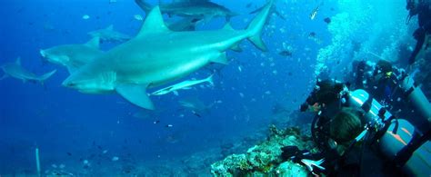 Shark Conservation Volunteering in Fiji | Projects Abroad