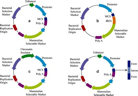 Schematic of mammalian expression vector components (revised from). a... | Download Scientific ...