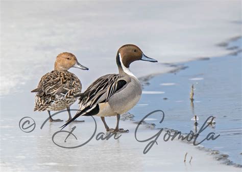 Dan Gomola Wildlife Photography | 2017 Spring Waterfowl Migration In Full Swing