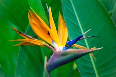 5 Different Species of Bird of Paradise Plants