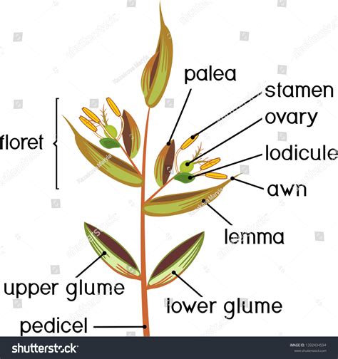 Structure Grass Spikelet Diagram Portion Grass Stock Vector (Royalty Free) 1392434594