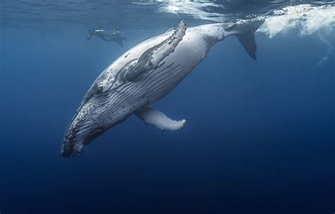 10 Largest Whale Species on the Planet