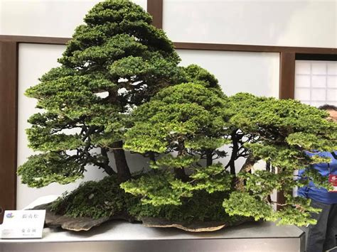 Saburo Kato, Bonsai Master for the Ages | Bonsai Bark