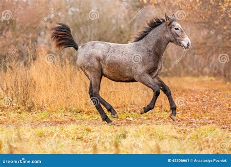 Young foal running free stock image. Image of forward - 62506661