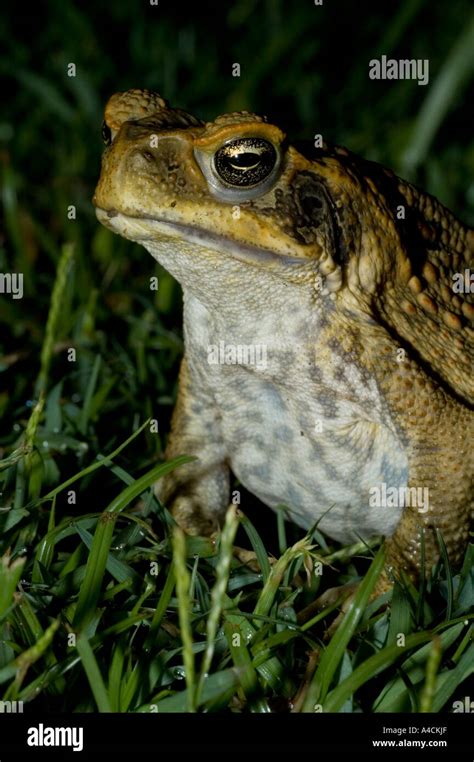 Cane toad poison hi-res stock photography and images - Alamy