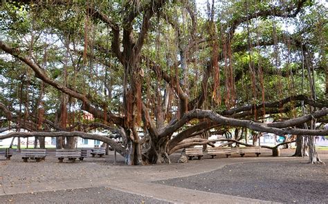 Lahaina Banyan Tree Age