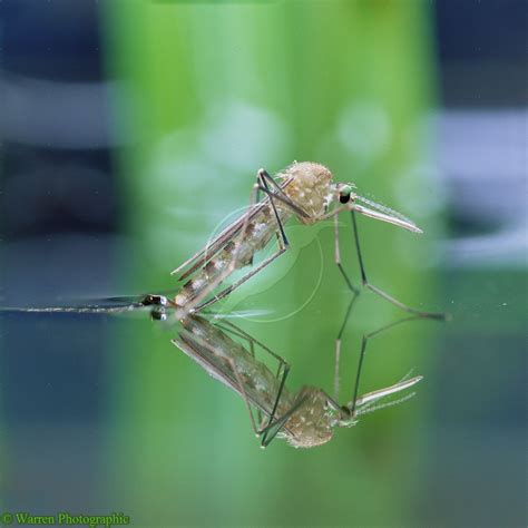 How to Kill a Mosquito Larvae in Water