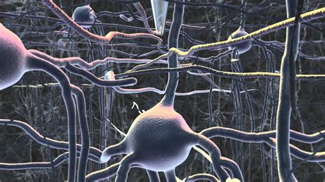 Automated whole-cell patch clamp electrophysiology of neurons in vivo ...