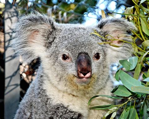 Katherine the Koala joins the Palm Beach Zoo family | WPEC