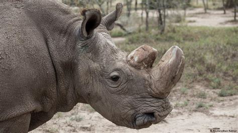 Researchers create hybrid northern white rhino embryos | Science| In ...