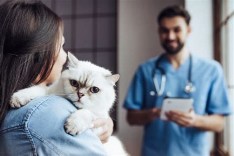 What To Do if You See Blood in Your Cat’s Stool? - Cats.com