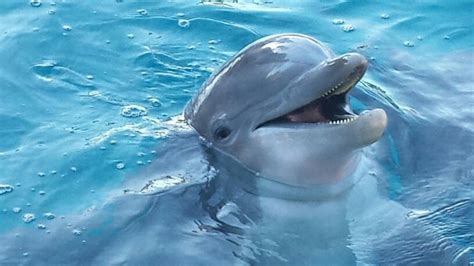 Happy Dolphin | Dolphins, Whale, Cute animals