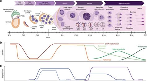 4. Male germ cell nomenclature and developmental dynamics of mouse ...