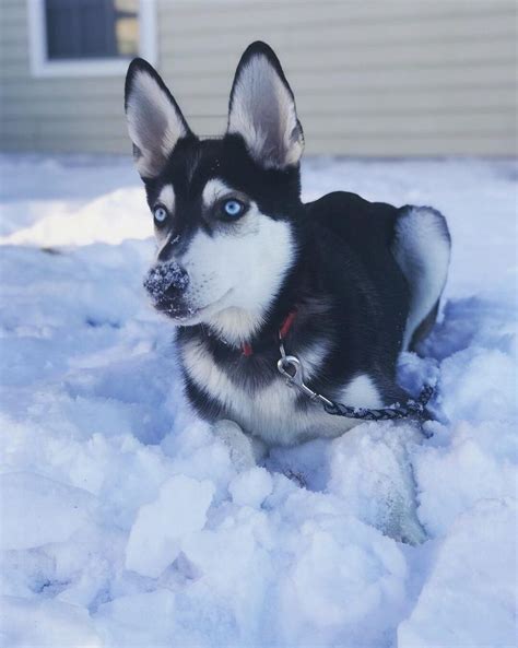 Archer: after sterling archer w the blue eyes Siberian husky/German ...