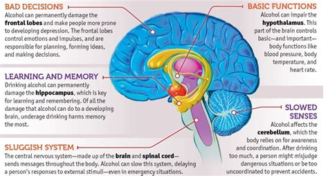 Effects of Alcohol - Rehab Guide