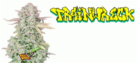 Trainwreck Strain 🚂💔 - Review & Information - Cannabis-MD 2023