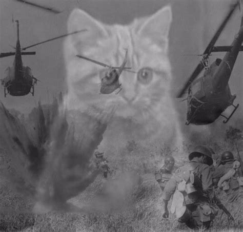 Create meme "Vietnam flashback cat, the Vietnam flashbacks, Vietnam flashback meme with a cat ...