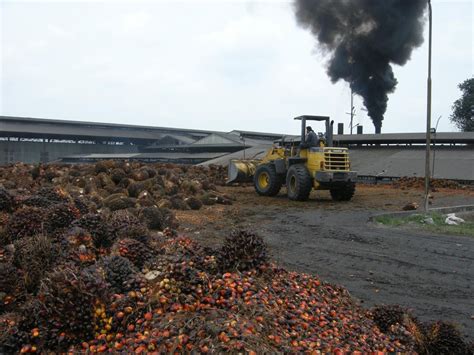 Palm oil: the carbon cost of deforestation - EPFL