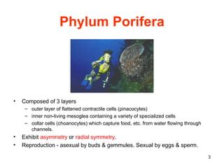 Zoology- Phylum Porifera | PPT | Free Download