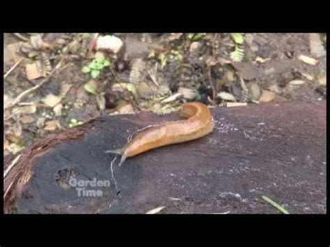 Slug and Snail control - YouTube