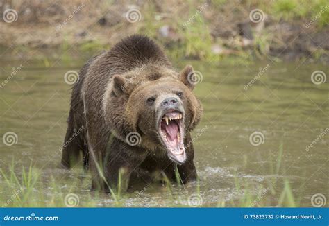 Growling Grizzly Bear Royalty-Free Stock Photo | CartoonDealer.com #26609811