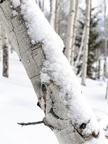 Close Up Of An Aspen Tree In Winter With Snow On Stock Photo - Download Image Now - Aspen Tree ...