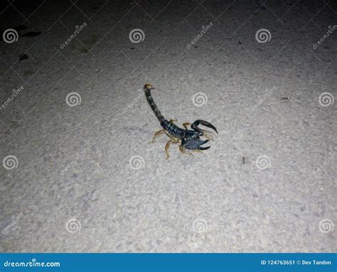 Scorpion Black Dangerous Night Scorpion Big Stock Image - Image of ...