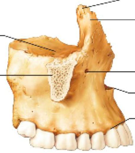 Anatomy & Physiology Axial Skeleton 13 (Maxillae) Diagram | Quizlet