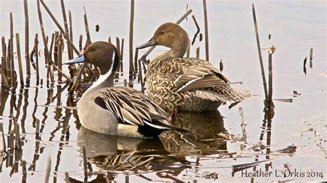 Drake and hen Pintails | Duck pics, Bird photo, Duck hunting