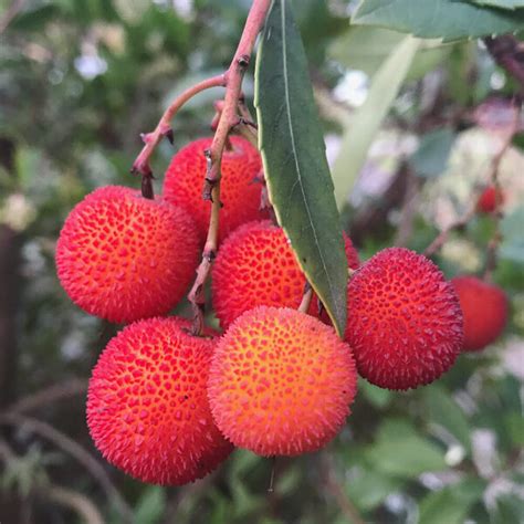 Strawberry Tree Fruit - Gastro Obscura