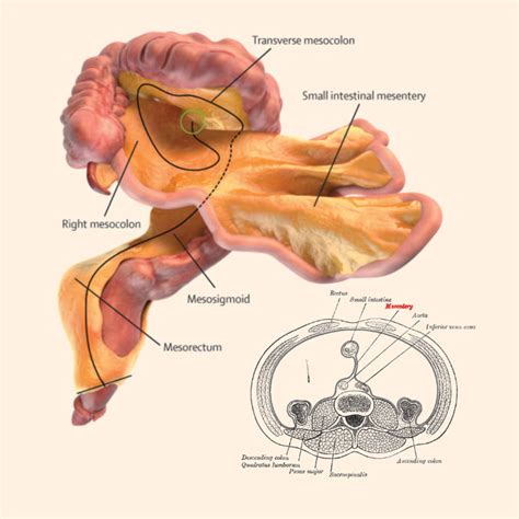 Scientists discover a new human organ ‘Mesentery’ in digestive system