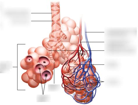 bronchioles Diagram | Quizlet