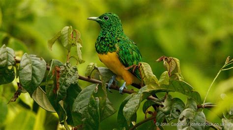 African Emerald Cuckoo adult male - John Caddick | John Caddick