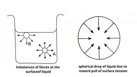 Surface Tension - Definition, Units, Epic Examples, Effects, and ...