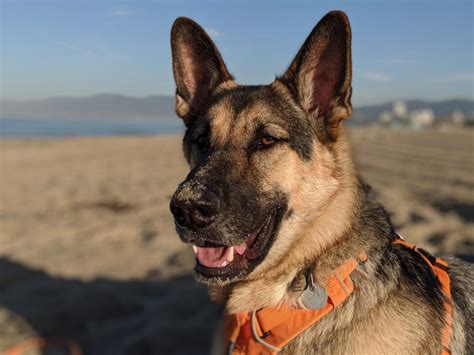 German Shepherd Training Los Angeles - German Shepherd Behavior Expert ...