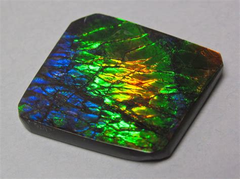 Ammolite from Placenticeras fossil ammonite (Bearpaw Formation, Upper ...