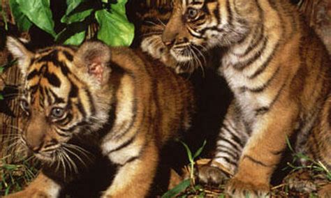 Sumatran Tiger Cubs | Photos | WWF