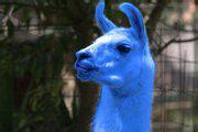 Lama Blu