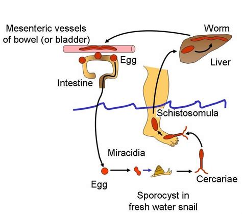 The life cycle of Schistosoma mansoni. Schistosoma mansoni has a ...