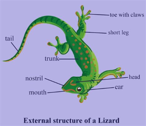 Lizard Labelled Diagram