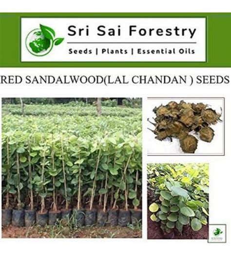 Red Sandalwood/ Lal Chandan Tree Seeds 350 grams