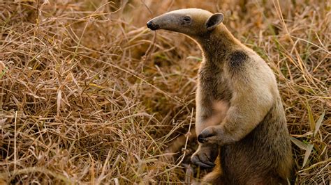 Here Are The Top 10 Mammals You Can Film In Colombia — WhereNext