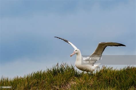 The Wandering Albatross Is A Large Seabird From The Family Diomedeidae Which Has A Circumpolar ...