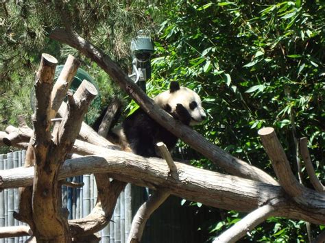 Panda bears at the San Diego Zoo | Panda bear, San diego zoo, Bear