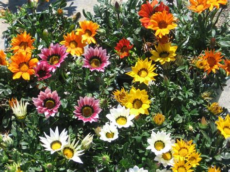 Gazania | Drought resistant plants, Gazania flowers, Plants