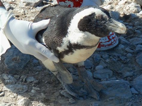 Bird flu in Namibia’s penguins wanes, after killing nearly 500