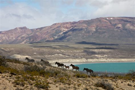 Argentine Pampa - Amanda + Justin + Travel Amanda + Justin + Travel